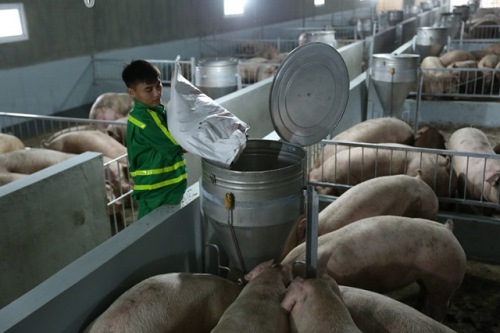 Chăn nuôi theo hướng an toàn sinh học, cơ sở để tái đàn lợn hiệu quả